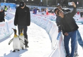 陶然亭冰雪嘉年华明起试营业，企鹅巡游、大象滑梯亮相
