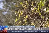 花提前开了！别高兴，地球生物钟正在剧烈波动