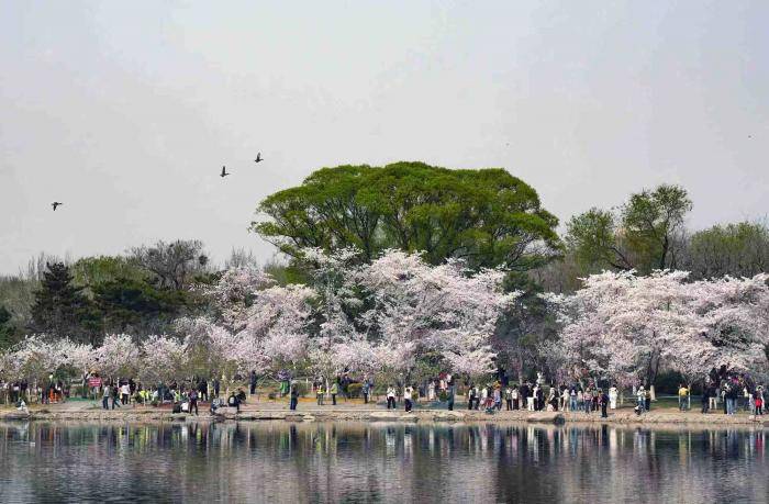 美丽北京｜玉渊潭樱花“正当时”